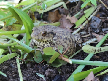 Common Toad